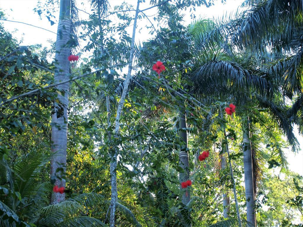 Margouillat Couette-café Tambor (Puntarenas)
