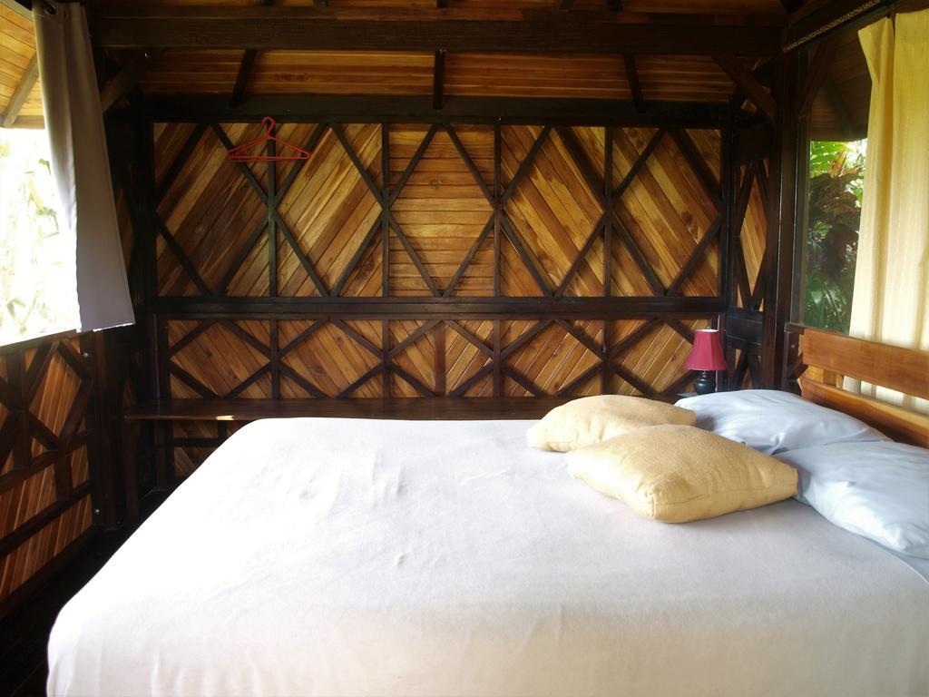 Margouillat Couette-café Tambor (Puntarenas)